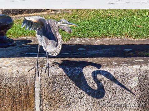 Heron Taking Flight_15191.jpg - Great Blue Heron (Ardea herodias) photographed along the Rideau Canal Waterway at Washburn, Ontario, Canada.